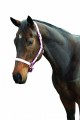 Roma Ribbon Headcollar